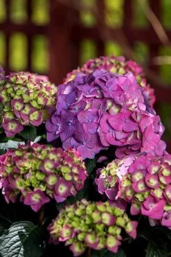 Summer Crush Endless Summer Hydrangea - 6 Gallon Pot -Garden Plants Hydrangea Summer Crush Endless Summer 5