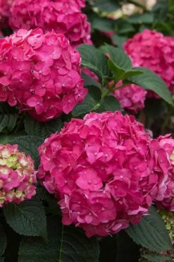 Summer Crush Endless Summer Hydrangea - 7 Gallon Pot 14 Summer Crush Endless Summer Hydrangea - 7 Gallon Pot -Garden Plants Hydrangea Summer Crush Endless Summer 6 1