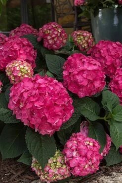 Summer Crush Endless Summer Hydrangea - 7 Gallon Pot 19 Summer Crush Endless Summer Hydrangea - 7 Gallon Pot -Garden Plants Hydrangea Summer Crush Endless Summer 7 1