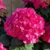 Summer Crush Endless Summer Hydrangea - 6 Gallon Pot 1 Summer Crush Endless Summer Hydrangea - 6 Gallon Pot -Garden Plants Hydrangea Summer Crush Endless Summer 8