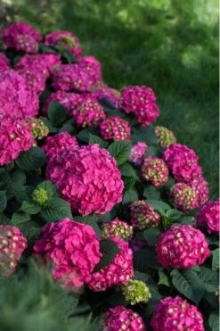 Summer Crush Endless Summer Hydrangea - 6 Gallon Pot -Garden Plants Hydrangea Summer Crush Endless Summer 9