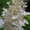 Tardiva Hydrangea - 3 Gallon Pot -Garden Plants Hydrangea Tardiva 12