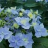 Tuff Stuff Ah-Ha Mountain Hydrangea - 3 Gallon Pot -Garden Plants Hydrangea Tuff Stuff 2