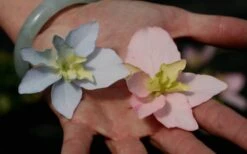 Tuff Stuff Ah-Ha Mountain Hydrangea - 3 Gallon Pot 12 Tuff Stuff Ah-Ha Mountain Hydrangea - 3 Gallon Pot -Garden Plants Hydrangea Tuff Stuff 3