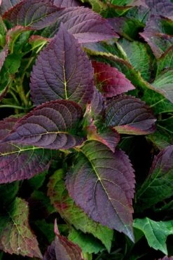 Tuff Stuff Ah-Ha Mountain Hydrangea - 3 Gallon Pot 13 Tuff Stuff Ah-Ha Mountain Hydrangea - 3 Gallon Pot -Garden Plants Hydrangea Tuff Stuff 4