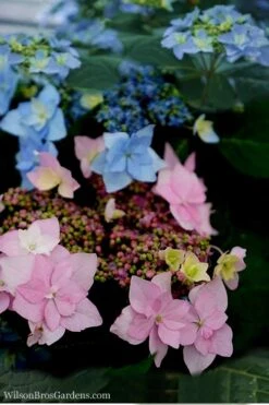 Tuff Stuff Ah-Ha Mountain Hydrangea - 3 Gallon Pot 11 Tuff Stuff Ah-Ha Mountain Hydrangea - 3 Gallon Pot -Garden Plants Hydrangea Tuff Stuff 5