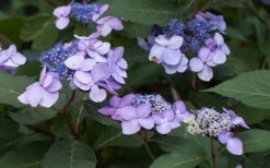 Twist-N-Shout Endless Summer Hydrangea - 3 Gallon Pot -Garden Plants Hydrangea Twist N Shout Lavender Flowers 2