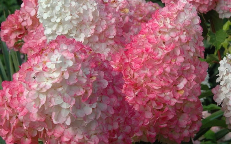 Vanilla Strawberry Hydrangea - 3 Gallon Pot 7 Vanilla Strawberry Hydrangea - 3 Gallon Pot - Image 5