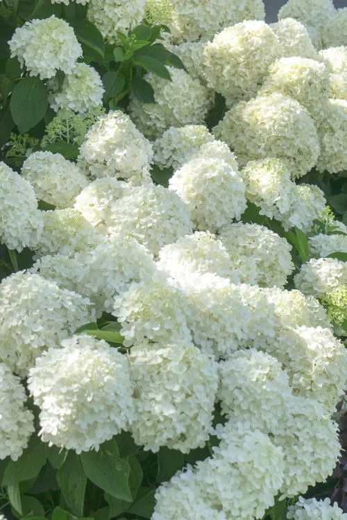 White Wedding Hydrangea - 2 Gallon Pot 6 White Wedding Hydrangea - 2 Gallon Pot - Image 4