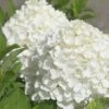 White Wedding Hydrangea - 2 Gallon Pot -Garden Plants Hydrangea White Wedding Closeup 5 x750