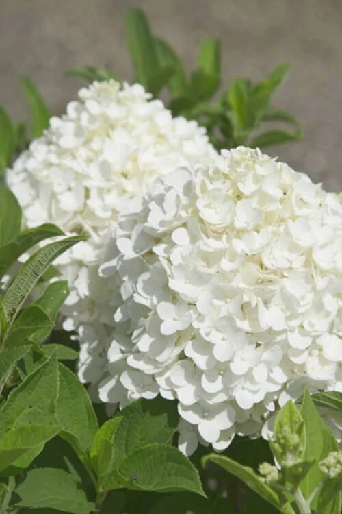 White Wedding Hydrangea - 2 Gallon Pot 3 White Wedding Hydrangea - 2 Gallon Pot