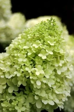 Limelight PeeGee Hydrangea - 3 Gallon Pot 14 Limelight PeeGee Hydrangea - 3 Gallon Pot -Garden Plants Hydrangea limelightf BS 1