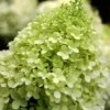 Limelight PeeGee Hydrangea - 6 Pack Of 1 Gallon Pots 2 Limelight PeeGee Hydrangea - 6 Pack Of 1 Gallon Pots -Garden Plants Hydrangea limelightf BS 3