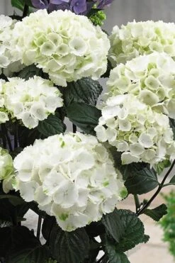 Zebra Hydrangea - 3 Gallon Pot -Garden Plants Hydrangrea Zebra 12