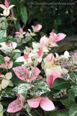 Snow N Summer Asiatic Jasmine - 15 Count Flat Of Quart Pots 11 Snow N Summer Asiatic Jasmine - 15 Count Flat Of Quart Pots -Garden Plants Jasmine Snow n Summer 20