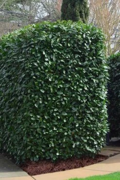 Schip Laurel (Prunus Laurocersasus 'Schipkaensis') - 3 Gallon Pot 11 Schip Laurel (Prunus Laurocersasus 'Schipkaensis') - 3 Gallon Pot -Garden Plants Laurel Schip 2