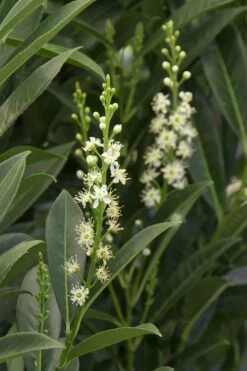 Schip Laurel (Prunus Laurocersasus 'Schipkaensis') - 3 Gallon Pot 13 Schip Laurel (Prunus Laurocersasus 'Schipkaensis') - 3 Gallon Pot -Garden Plants Laurel Schip 3