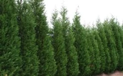 Leyland Cypress - 1 Gallon Pot -Garden Plants Leyland Cypress 51