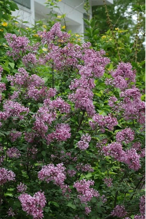 Bloomerang Purple Lilac - 2 Gallon Pot 3 Bloomerang Purple Lilac - 2 Gallon Pot
