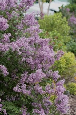 Bloomerang Purple Lilac - 2 Gallon Pot 12 Bloomerang Purple Lilac - 2 Gallon Pot -Garden Plants Lilac Bloomerang Purple 12