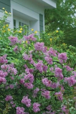 Bloomerang Purple Lilac - 2 Gallon Pot 13 Bloomerang Purple Lilac - 2 Gallon Pot -Garden Plants Lilac Bloomerang Purple 14