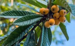 Loquat Tree (Eriobotrya Japonica) - 7 Gallon Pot (6-7') -Garden Plants Loquat 12