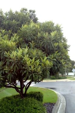 Loquat Tree (Eriobotrya Japonica) - 7 Gallon Pot (6-7') -Garden Plants Loquat Tree 500x750 1
