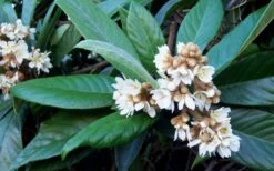 Loquat Tree (Eriobotrya Japonica) - 7 Gallon Pot (6-7') -Garden Plants Loquat Tree Flowers