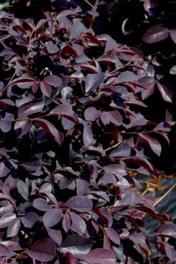 Carolina Midnight Loropetalum - 6 Pack Of 1 Gallon Pots -Garden Plants Loropetalum Carolina Midnight 10