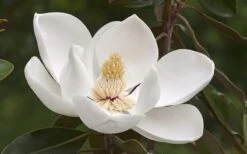 Alta Southern Magnolia - 7 Gallon Pot (3-4') -Garden Plants Magnolia Alta 2