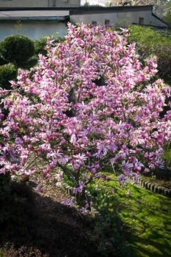 Betty Magnolia Tulip Tree - 3 Gallon Pot -Garden Plants Magnolia Betty 7