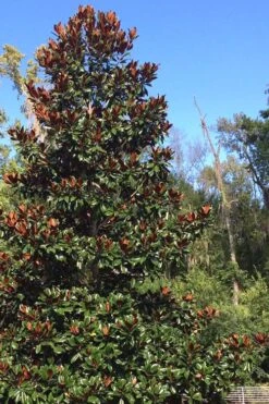Brackens Brown Beauty Magnolia - 7 Gallon Pot (4-5') 12 Brackens Brown Beauty Magnolia - 7 Gallon Pot (4-5') -Garden Plants Magnolia Bracken Brown Beauty 500x750 1