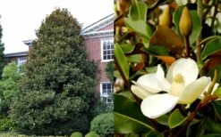 Brackens Brown Beauty Magnolia - 5 Gallon Pot 13 Brackens Brown Beauty Magnolia - 5 Gallon Pot -Garden Plants Magnolia Brackens Brown Beauty 1 4