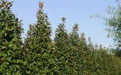 Brackens Brown Beauty Magnolia - 7 Gallon Pot (3-4') -Garden Plants Magnolia Brackens Brown Beauty 6 3