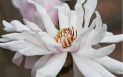 Centennial Star Magnolia - 3 Gallon Pot 15 Centennial Star Magnolia - 3 Gallon Pot -Garden Plants Magnolia Centennial 10
