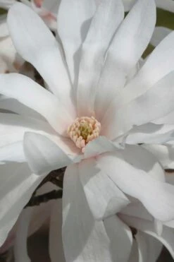 Centennial Star Magnolia - 3 Gallon Pot 16 Centennial Star Magnolia - 3 Gallon Pot -Garden Plants Magnolia Centennial 11