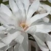 Centennial Star Magnolia - 3 Gallon Pot -Garden Plants Magnolia Centennial 12