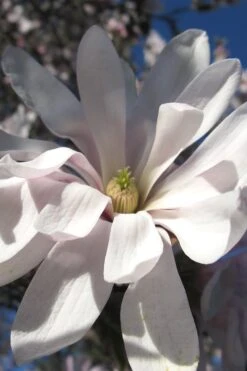 Centennial Star Magnolia - 1 Gallon Pot 16 Centennial Star Magnolia - 1 Gallon Pot -Garden Plants Magnolia Centennial 13 1