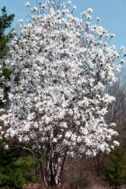 Centennial Star Magnolia - 3 Gallon Pot 13 Centennial Star Magnolia - 3 Gallon Pot -Garden Plants Magnolia Centennial 19