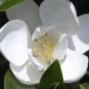 Claudia Wannamaker Southern Magnolia - 7 Gallon Pot (4-5') 1 Claudia Wannamaker Southern Magnolia - 7 Gallon Pot (4-5') -Garden Plants Magnolia Claudia Wannamaker 1 1