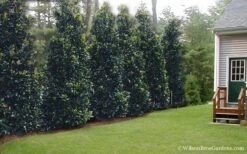 Claudia Wannamaker Southern Magnolia - 7 Gallon Pot (5-6') -Garden Plants Magnolia Claudia Wannamaker 2