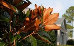 Claudia Wannamaker Southern Magnolia - 7 Gallon Pot (5-6') -Garden Plants Magnolia Claudia Wannamaker 3