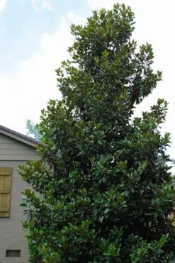 Claudia Wannamaker Southern Magnolia - 7 Gallon Pot (5-6') -Garden Plants Magnolia Claudia Wannamaker 4