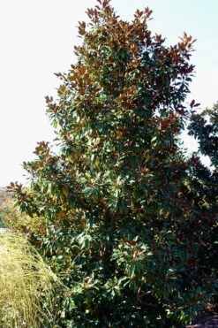 Kay Parris Southern Magnolia - 3 Gallon Pot -Garden Plants Magnolia Kay Parris 2