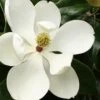 Little Gem Dwarf Southern Magnolia - 1 Gallon Pot