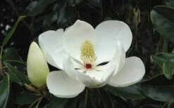 Kay Parris Southern Magnolia - 3 Gallon Pot -Garden Plants Magnolia Little Gem Bloom 2 2