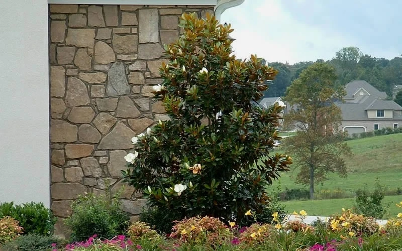 Little Gem Dwarf Southern Magnolia - 7 Gallon Pot (3-4') 9 Little Gem Dwarf Southern Magnolia - 7 Gallon Pot (3-4') - Image 7