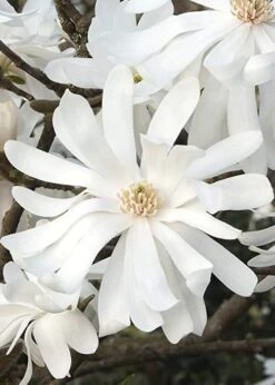 Royal Star Magnolia - 1 Gallon Pot -Garden Plants Magnolia Royal Star 10 1