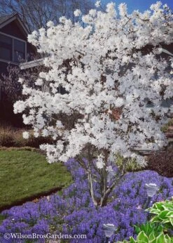 Royal Star Magnolia - 2 Gallon Pot -Garden Plants Magnolia Royal Star 12