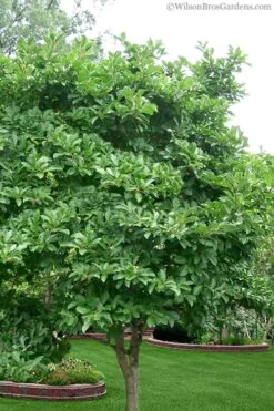 Royal Star Magnolia - 3 Gallon Pot 13 Royal Star Magnolia - 3 Gallon Pot -Garden Plants Magnolia Stellata 1 4